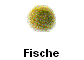 Fische